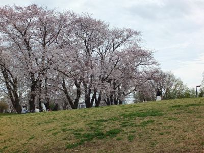 染井吉野（八幡山公園）
