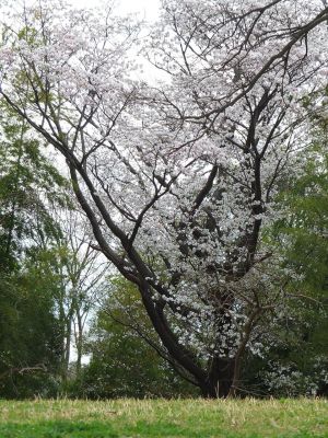 染井吉野（八幡山公園）
