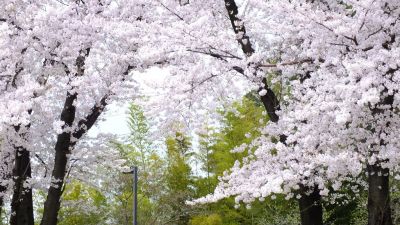 中川八幡山公園
