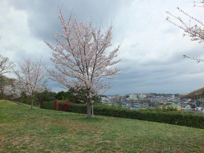 染井吉野（八幡山公園）
