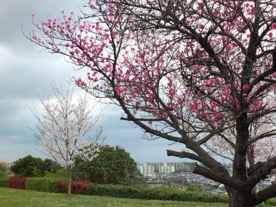 染井吉野（八幡山公園）
