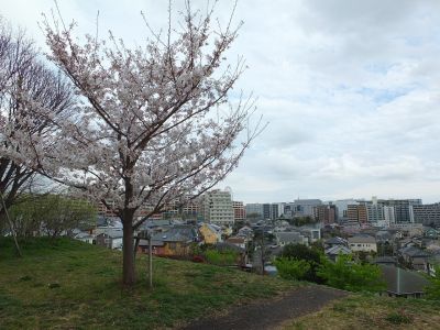 染井吉野（八幡山公園）
