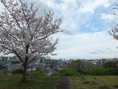 染井吉野（八幡山公園）
