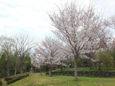 染井吉野（八幡山公園）
