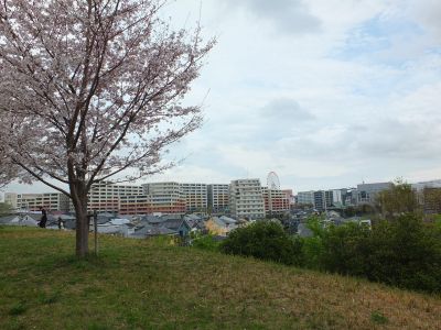 染井吉野（八幡山公園）

