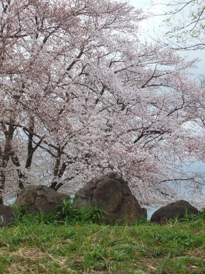 染井吉野（八幡山公園）
