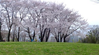 中川八幡山公園
