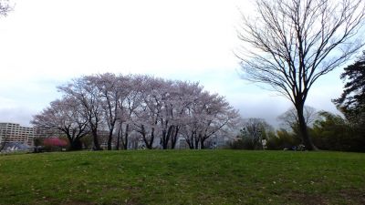 中川八幡山公園
