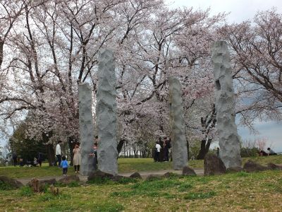 染井吉野（八幡山公園）
