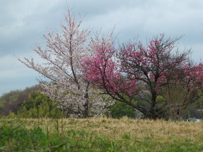 染井吉野（八幡山公園）
