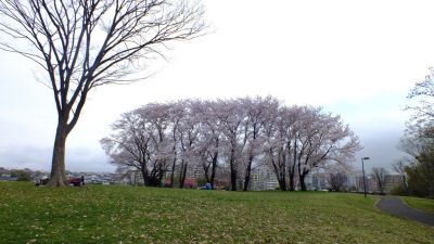 中川八幡山公園
