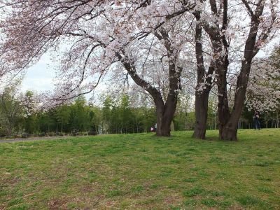 染井吉野（八幡山公園）
