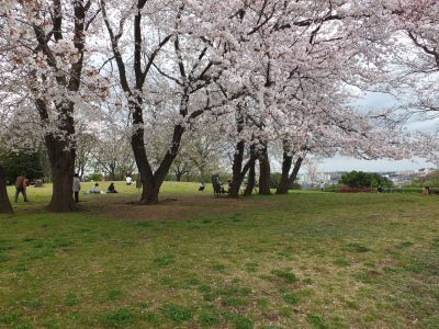 染井吉野（八幡山公園）
