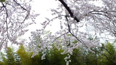 中川八幡山公園
