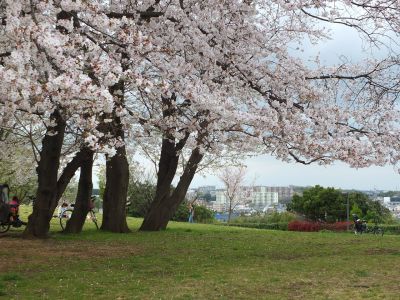 染井吉野（八幡山公園）
