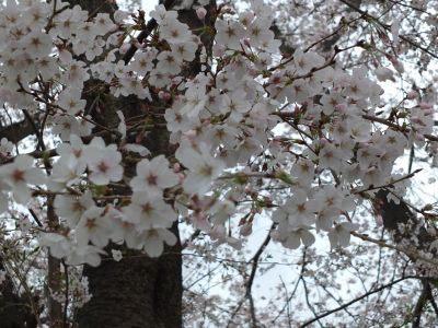 染井吉野（八幡山公園）
