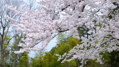 中川八幡山公園

