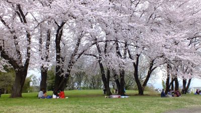 中川八幡山公園

