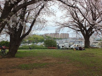染井吉野（八幡山公園）
