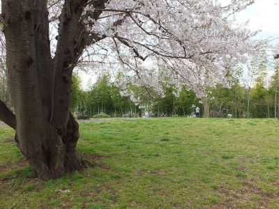 染井吉野（八幡山公園）
