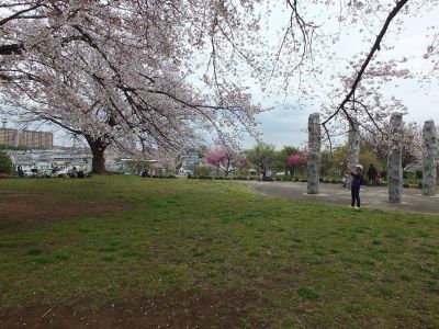 染井吉野（八幡山公園）
