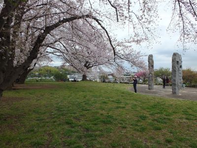 染井吉野（八幡山公園）

