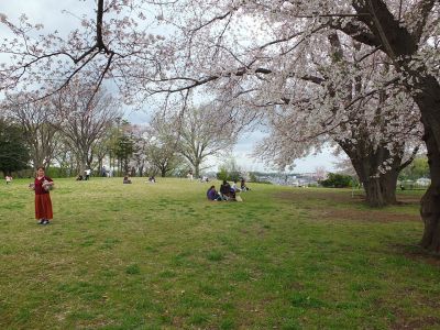 染井吉野（八幡山公園）
