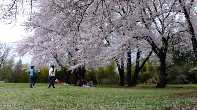 中川八幡山公園
