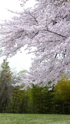 中川八幡山公園
