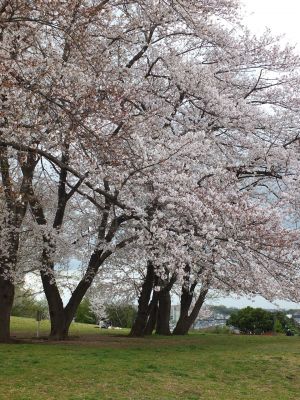 染井吉野（八幡山公園）
