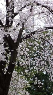 中川八幡山公園
