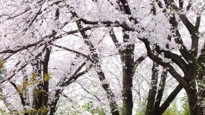中川八幡山公園
