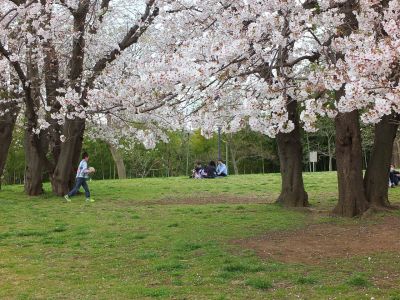染井吉野（八幡山公園）
