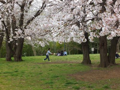 染井吉野（八幡山公園）
