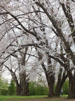 染井吉野（八幡山公園）
