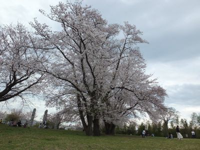 染井吉野（八幡山公園）
