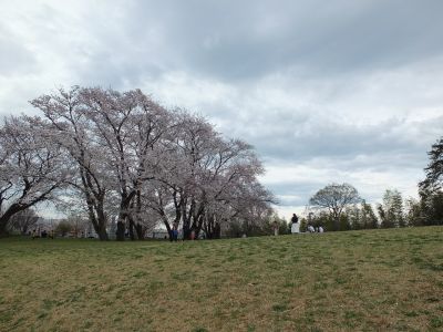 染井吉野（八幡山公園）

