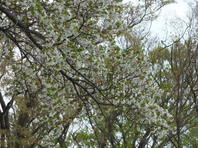 染井吉野（八幡山公園）

