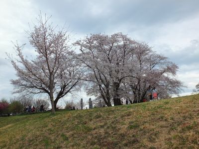 染井吉野（八幡山公園）
