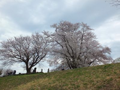 染井吉野（八幡山公園）
