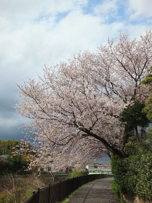 矢崎橋（染井吉野）早渕川
