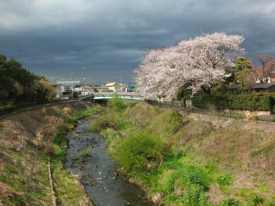 矢崎橋（染井吉野）早渕川
