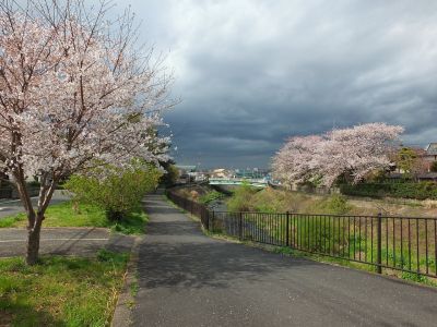 矢崎橋（染井吉野）早渕川
