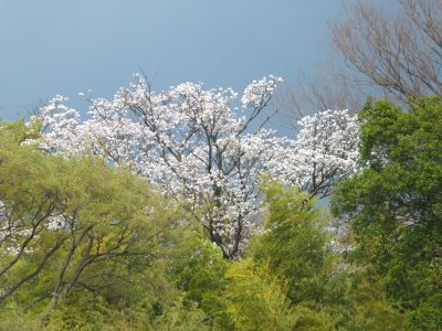 八幡山公園（大島ざくら）
