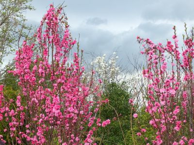 荏田南町（はなもも）
