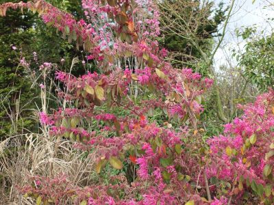 荏田南町（ベニバナトキワマンサク）
