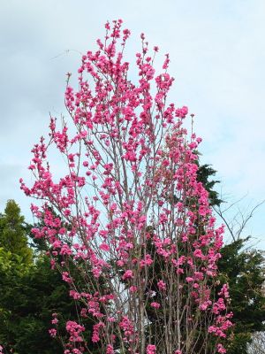 荏田南町（はなもも）
