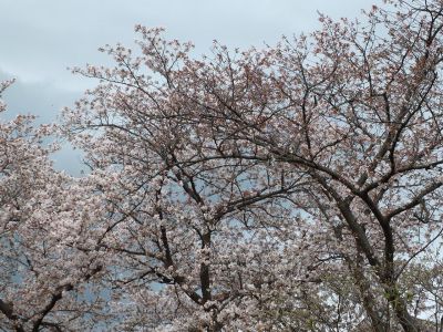 荏田南町（染井吉野）
