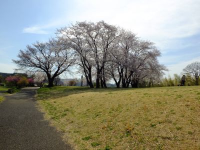 八幡山公園
