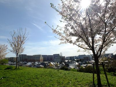 八幡山公園
